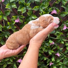 Buttercup - Caramel cream female Australian Labradoodle puppy in Orange, California from Little Kingdom Doodles