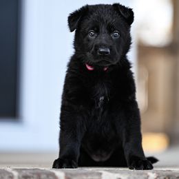 Pink collar - Black female German Shepherd puppy in Portland, Tennessee from Howixx German Shepherds