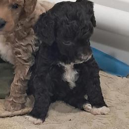 Parker - Parti male Poodle puppy in Athens, Texas from It's  A Dog Thing