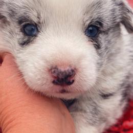 Rocker - Blue merle and white male Cardigan Welsh Corgi puppy in Kerens, West Virginia from Leather & Lace