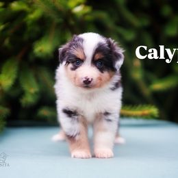 Calypso - Blue merle female Miniature American Shepherd puppy in Battle Ground, Washington from Casita Miniature American Shepherds