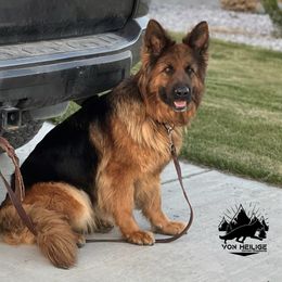 Maya - German Shepherd