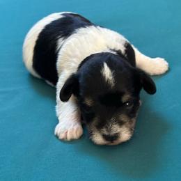 Sophie - Black and white female Schnoodle puppy in Huron, Tennessee from Wilma's Paw-Paw Patch