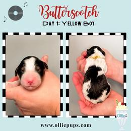 Butterscotch - Tri-color male Bernedoodle puppy in Boiling Springs, South Carolina from OlliePups, LLC