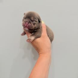SKY - Tricolors female French Bulldog puppy in Huron, Ohio from The French Bulldog Collective
