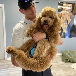 Goldendoodle Puppies from Labradoodleday