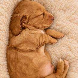 AKC Longhaired Cream Chase - Cream male Dachshund puppy in Los Angeles, California from Sterling Dachshunds