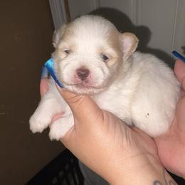 Versace - Cream male Pomeranian puppy in Illinois from Maribel Poms