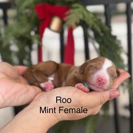 Roo - Red  female Goldendoodle puppy in Springville, Utah from JW Doodles