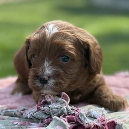 Clover - Red Cavapoo puppy in Pleasant Hill, Iowa from Harvest Creek