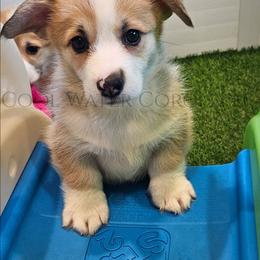 Eevee - Red female Pembroke Welsh Corgi puppy in Kiowa, Colorado from Cool Water Corgis LLC