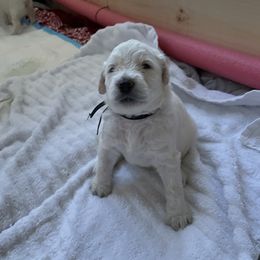 Goldendoodle Puppies from Bianca Bleu Goldendoodles
