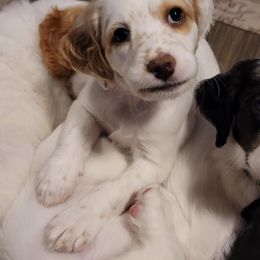 Jinx - Orange belton female English Setter puppy in Tiskilwa, Illinois from First Harmony Farms
