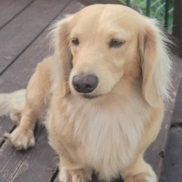 Dachshunds from Kristy's Kreams