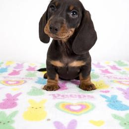 Chocolate and tan male - Chocolate and tan male Dachshund puppy in Belle Rive, Illinois from Akin's Miniature Dachshunds, LLC