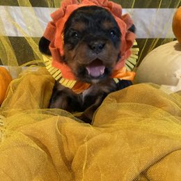 "Otis the lion" Cavalier King Charles Spaniel Puppies from Colorful Cavaliers