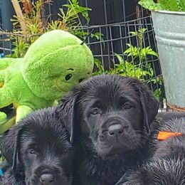 Labrador Retriever Puppies from Labs4Ever Labradors