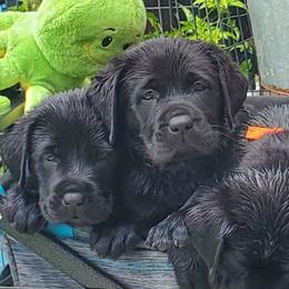 Labrador Retriever Puppies from Labs4Ever Labradors
