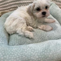 Star - Cream female Shichon puppy in Newington, Connecticut from Burton Creek Puppies