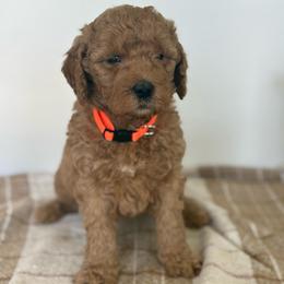 Jude - Apricot male Goldendoodle puppy in Strasburg, Virginia from Shenandoah Valley Doodles