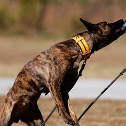 American Pit Bull Terriers and Dutch Shepherds from Van Freiheight K9s