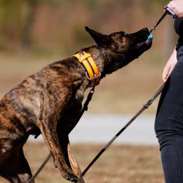 American Pit Bull Terriers and Dutch Shepherds from Van Freiheight K9s