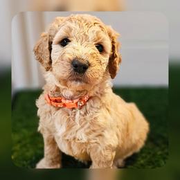 Zippy - Apricot female Goldendoodle puppy in Harris County, Texas from Cute & Curly Doodles
