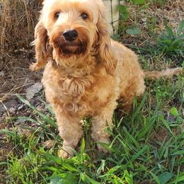 Rena - Cockapoo