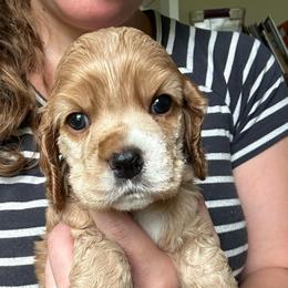 AKC Oregano - not available - Red male Cocker Spaniel puppy in Cincinnati, Ohio from Abundance of Joy LLC Cocker Spaniels