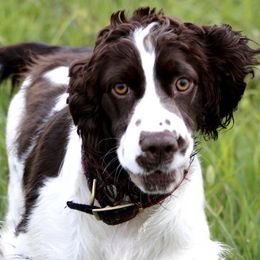 English Springer Spaniels and Flat-Coated Retrievers from Rustic Sporting Dogs