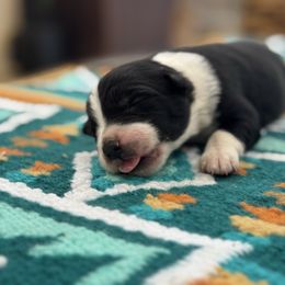 Mary - Tri-color female Border Collie puppy in New Mexico from Twisted Biscuit Border Collies