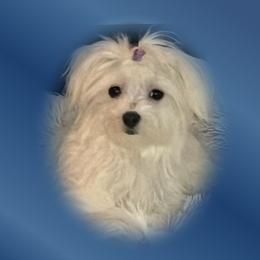 Lucas - Maltese