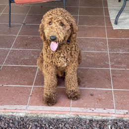 Goldendoodle All Grown Up from So Cal Goldendoodles