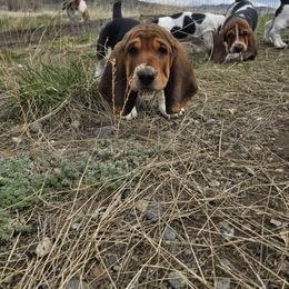 Basset Hound Puppies from Montana Bassets