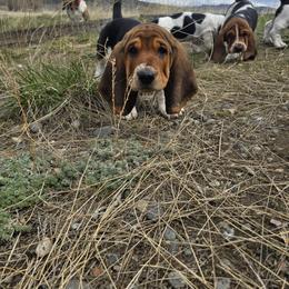 Basset Hound Puppies from Montana Bassets