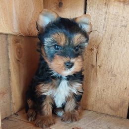 Boy 1 - Black and gold male Yorkshire Terrier puppy in Jamestown, Tennessee from Green Ridge