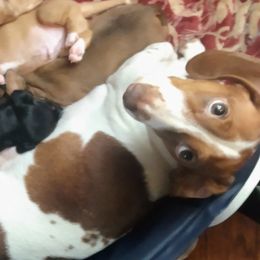 Pippi - Dachshund
