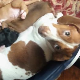 Pippi - Dachshund