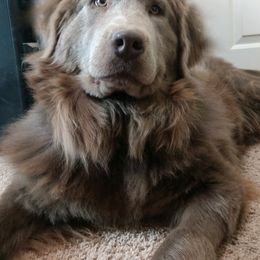 Esme - Beige female Newfoundland puppy in Shepherd, Montana from Crystal Waters Newfoundlands
