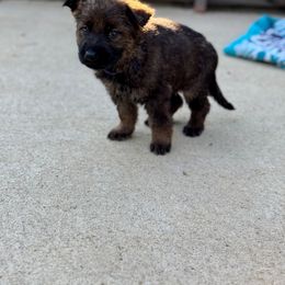 German Shepherd Puppies from Bluegrass Country German Shepherds