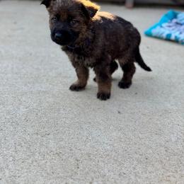 German Shepherd Puppies from Bluegrass Country German Shepherds
