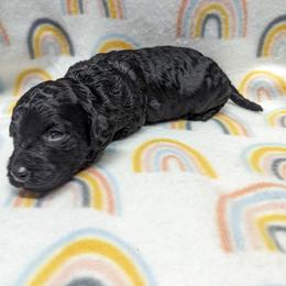 Aussiedoodle, Australian Shepherd, Bernedoodle, Cockapoo, and Poodle Puppies from Sis' Doodles & Poodles