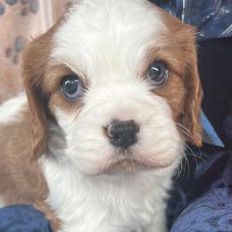Tyler - Blenheim male Cavalier King Charles Spaniel puppy in Mc Louth, Kansas from Harmony Valley Cavaliers & Havanese