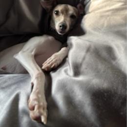 Bichon Frises and Italian Greyhounds from Kindred Meadows Kennel