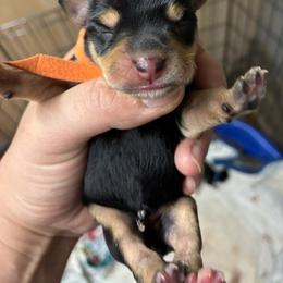Orange - Black and silver female Miniature Schnauzer puppy in Sparta, North Carolina from New River Miniature Schnauzers