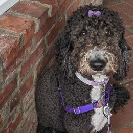 Peggy - Goldendoodle