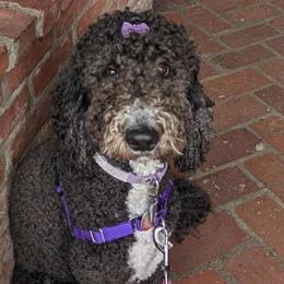 Peggy - Goldendoodle