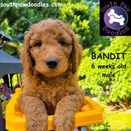 Bandit - Red  male Goldendoodle puppy in Greer, South Carolina from South Paw Doodles