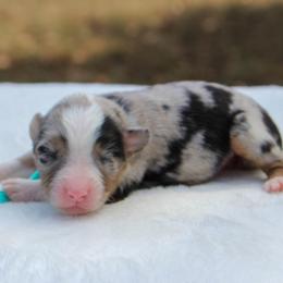Harley - Blue merle female Miniature Australian Shepherd puppy in Bauxite, Arkansas from J & B Mini Aussies