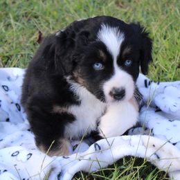 Oreo (blue eyes, read full descript.) - Black tri-color male Australian Shepherd puppy in Roanoke, Virginia from Miniature Angels Farm